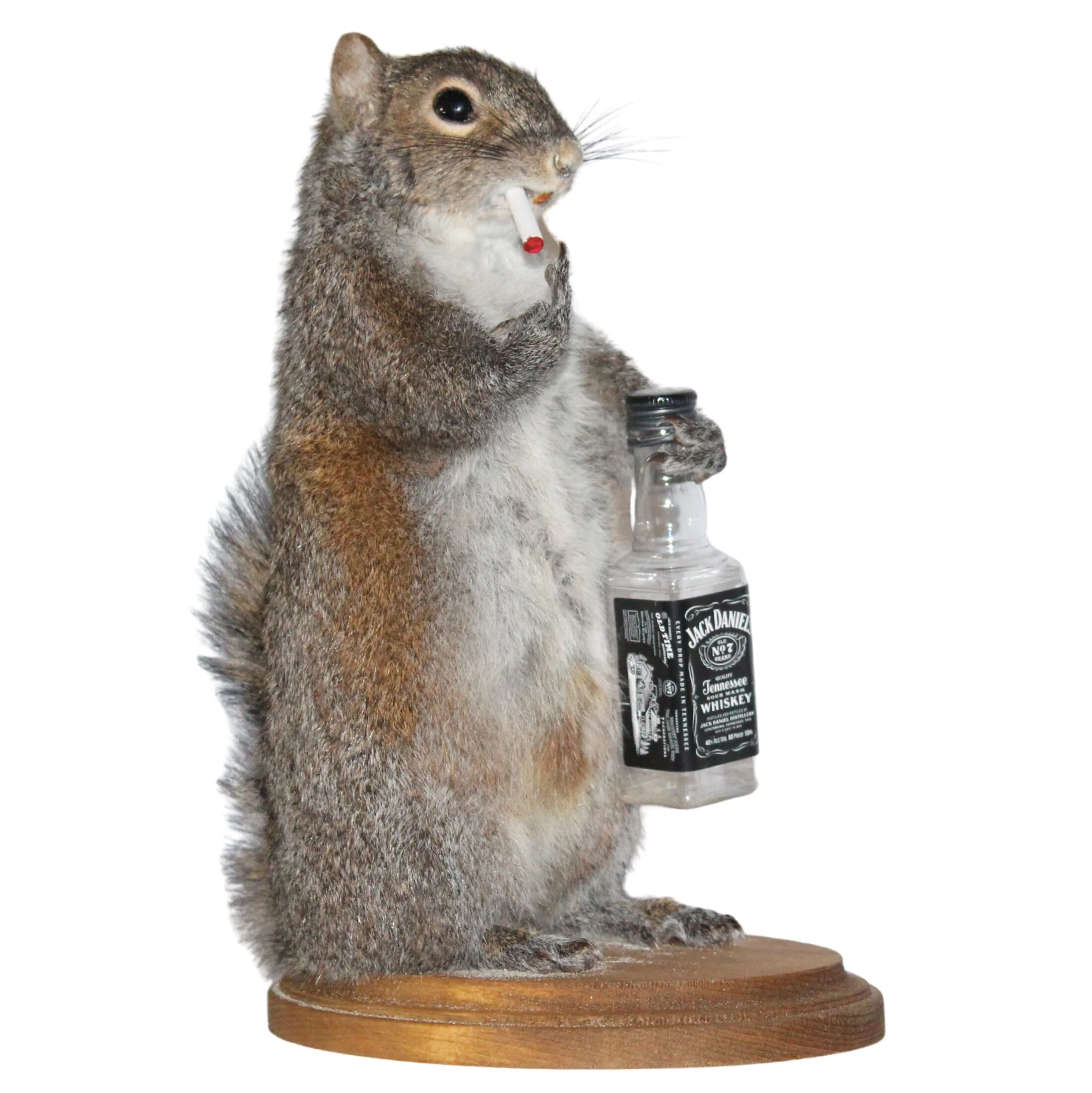 BS Trading Belligerent Squirrel H-M-SQ-WSK - Image 2