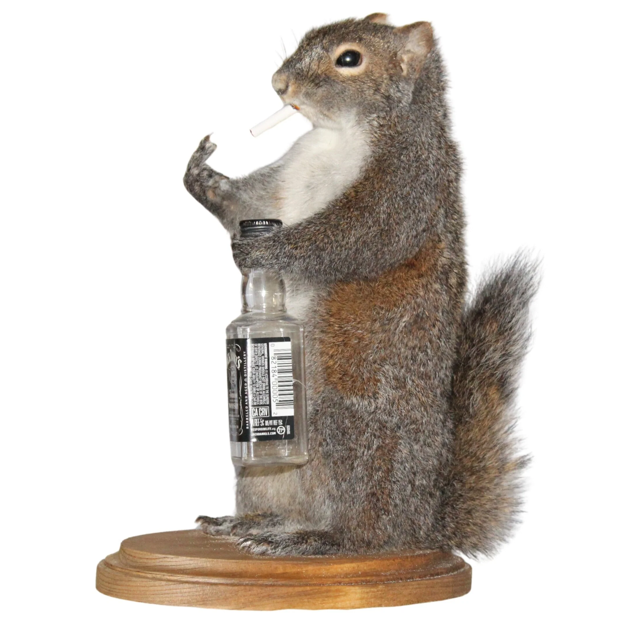 BS Trading Belligerent Squirrel H-M-SQ-WSK - Image 3